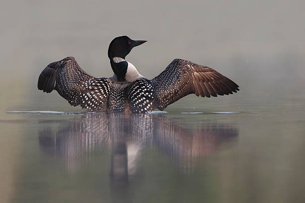Common Loon Rising out of Water Common Loon (Gavia immer) Rising out of Water on a Misty Lake - Ontario, Canada common loon photos stock pictures, royalty-free photos & images