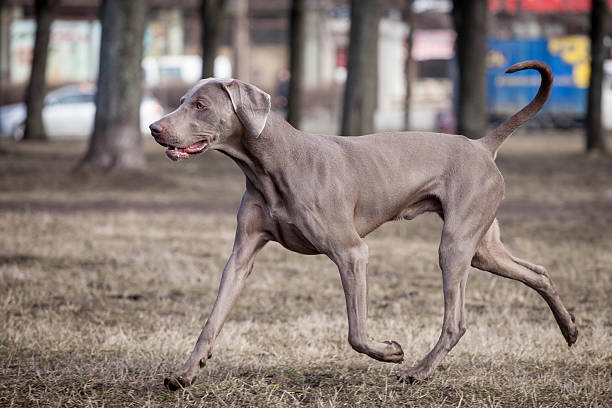 istock Weimaraner dog outside 505119699