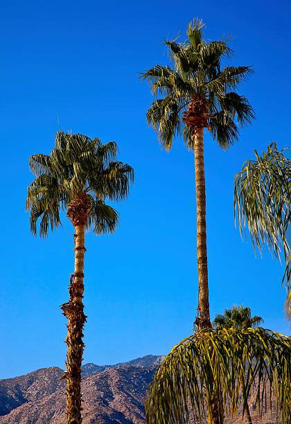 istock Fan Palms Trees Palm Springs California 505119779