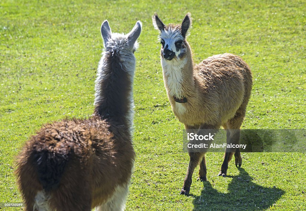 Two baby llamas facing each other Two baby llamas facing each other outdoors on a sunny day Alpaca Stock Photo