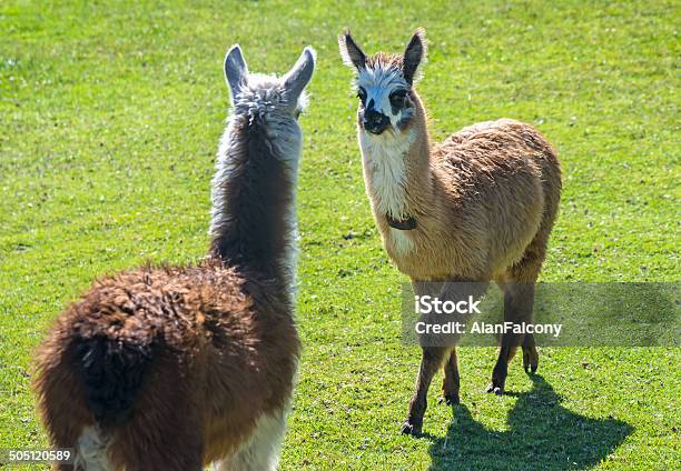 Two Baby Llamas Facing Each Other Stock Photo - Download Image Now - Alpaca, Animal, Animal Hair