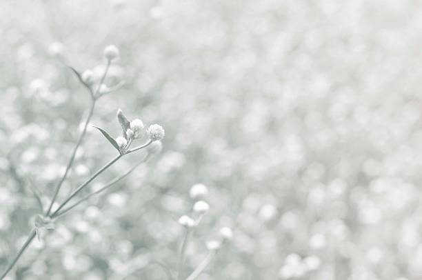 istock beautiful flowers made with color filters 505120633