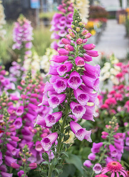 istock Colorful Digitalis or Foxgloves 505120641