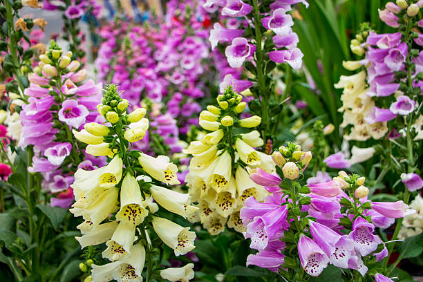 istock Colorful Digitalis or Foxgloves 505120651
