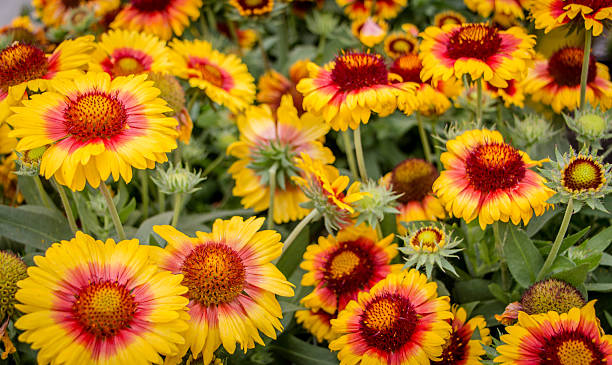 istock Gaillardia or Blanket Flowers 505120671