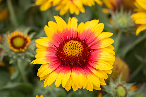 istock Gaillardia or Blanket Flower 505120709