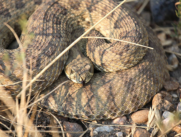 istock Rattlesnake curled beside a Saskatchewan road 505121283