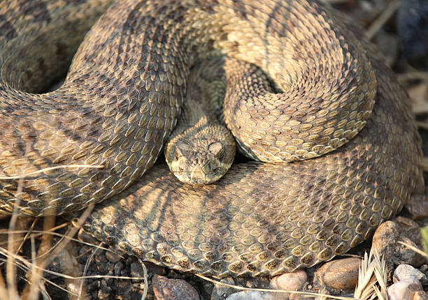 istock Rattlesnake curled beside a Saskatchewan road 505121285