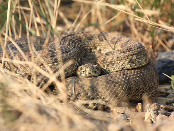 istock Rattlesnake curled beside a Saskatchewan road 505121289