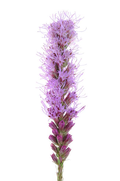 istock Liatris spicata flower head 505121301