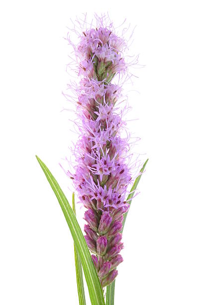 istock Liatris spicata flower head 505121311