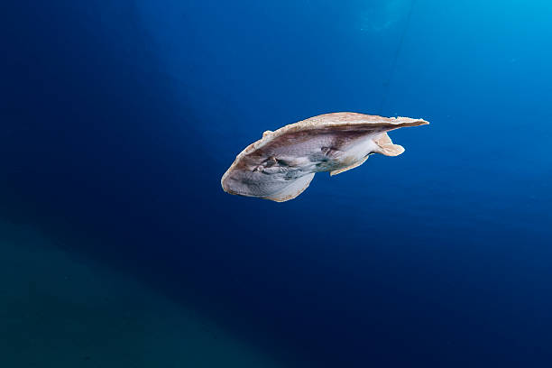 istock Leopard torpedo ray (torpedo panthera) in  the Red Sea. 505121447