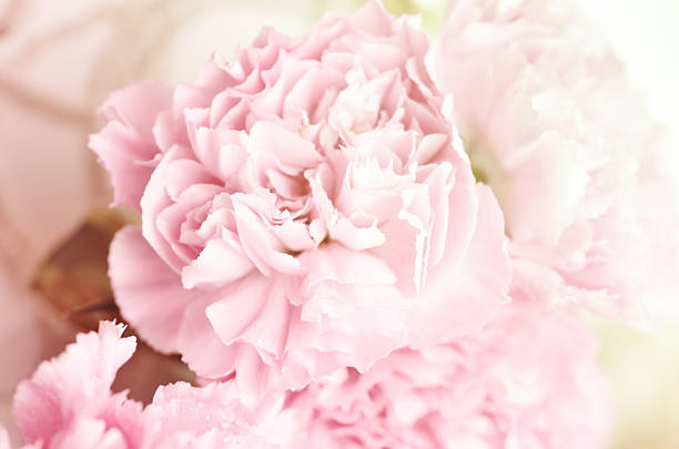 istock beautiful flowers made with color filters 505121897