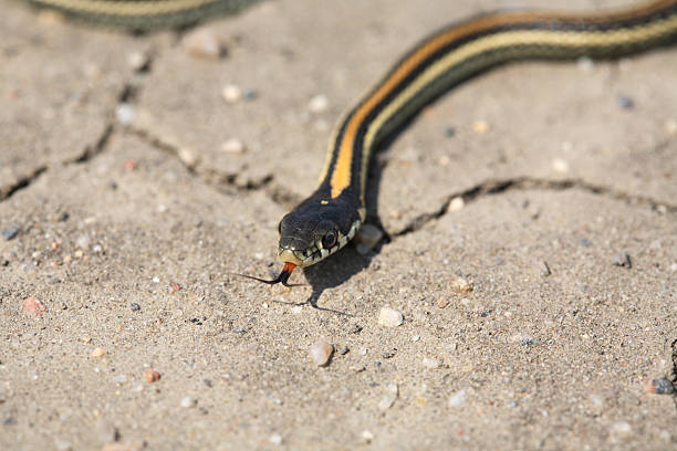 istock Baby garter snake crossing a Saskatchewan road 505121963