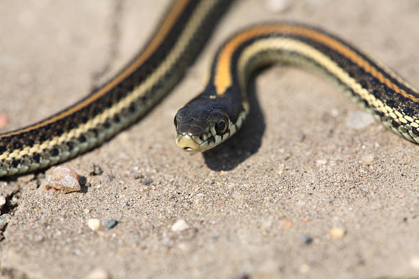 istock Baby garter snake on a Saskatchewan road 505121969