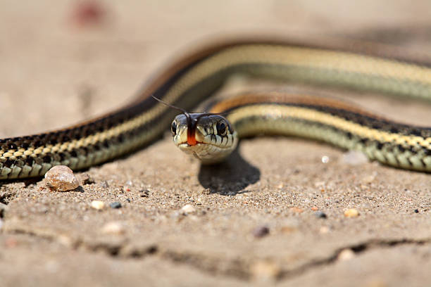 istock Baby garter snake on a Saskatchewan road 505121977