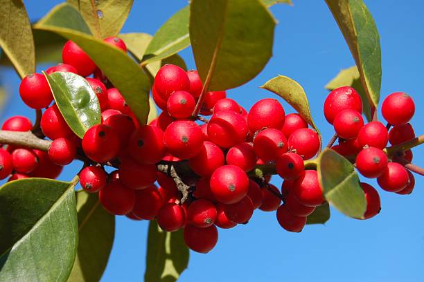 istock Bright red berries grow on end of a tree limb 505122374