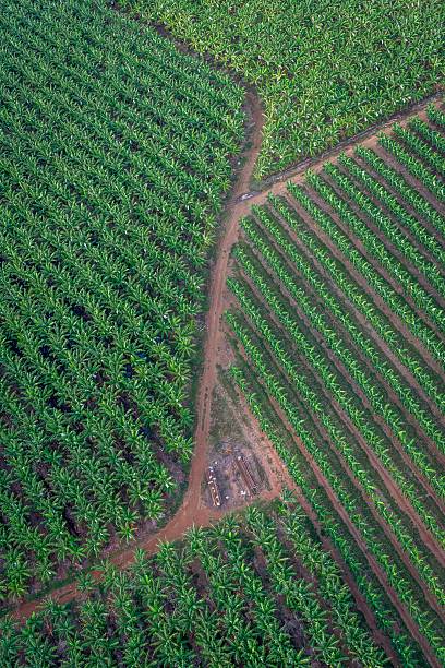 istock Banana plantation, Cairns, Australia 505122624