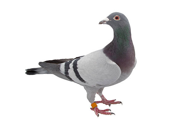 istock Grey sport pigeon isolated on white 505122710