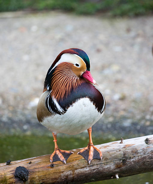 オシドリ-エクス galericulata - duck pond mandarin red ストックフォトと画像