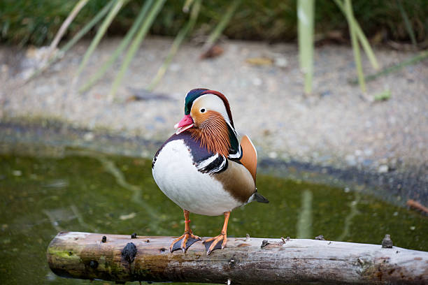 オシドリ-エクス galericulata - duck pond mandarin red ストックフォトと画像