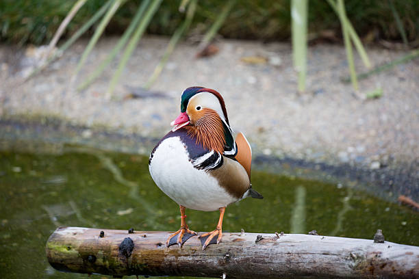 kaczka mandarynka-aix galericulata - duck pond mandarin red zdjęcia i obrazy z banku zdjęć