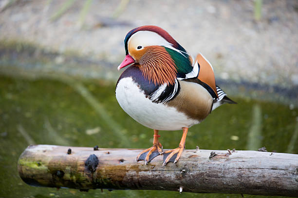 オシドリ-エクス galericulata - duck pond mandarin red ストックフォトと画像