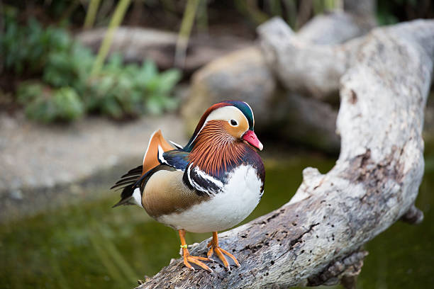 kaczka mandarynka-aix galericulata - duck pond mandarin red zdjęcia i obrazy z banku zdjęć