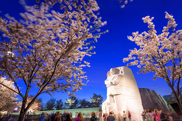 Martin Luther King, Jr. Memorial Washington DC, USA - April 12, 2015: Crowds view cherry blossoms from below the memorial to  Martin Luther King, Jr. in West Potomac Park. martin luther king jr memorial stock pictures, royalty-free photos & images