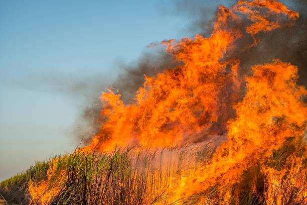Sugar Cane in Flames, Cairns, Australia stock photo