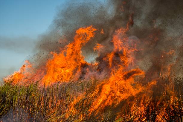 Sugar Cane in Flames, Cairns, Australia stock photo