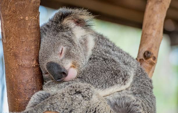 Sleeping Koala Bear in Tree stock photo