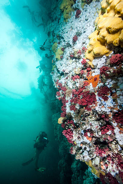 istock Scuba diving in British Columbia 505125556