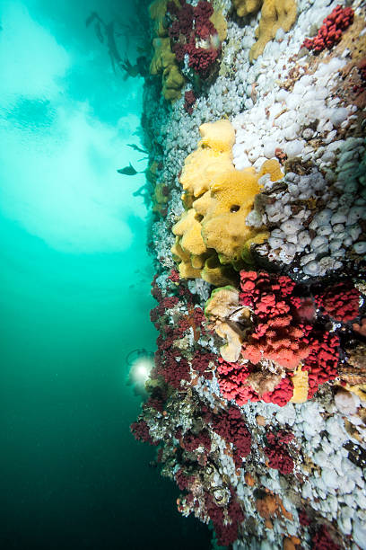 istock Scuba diving in British Columbia 505125610