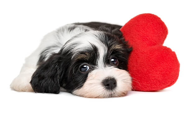 amant valentine bichon havanais chiot chien avec un cœur rouge - valentines day friendship puppy small photos et images de collection