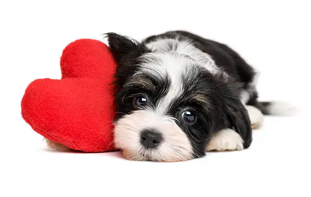 Cute black and white lover Valentine havanese puppy dog with a red heart - isolated on white background