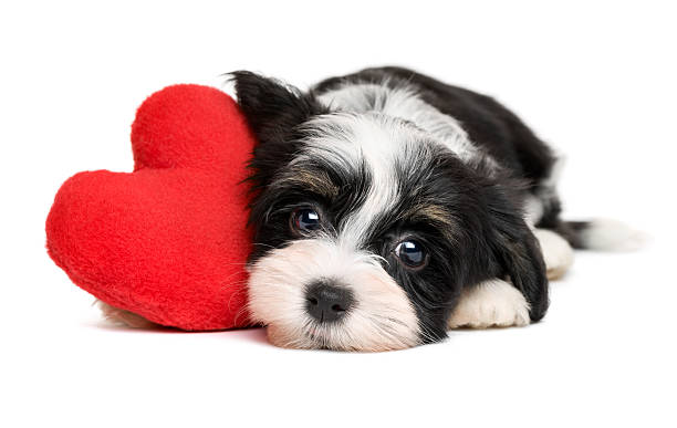 amante dos namorados bichon havanês cachorrinho com um coração vermelho cão - dog puppy lying down looking at camera imagens e fotografias de stock