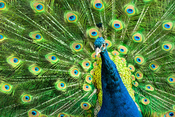 istock Portrait of peacock during mating ritual 505126400