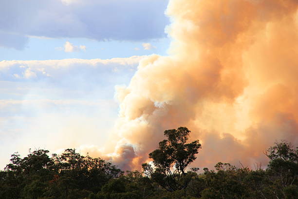 bushfire - wildfire smoke stok fotoğraflar ve resimler