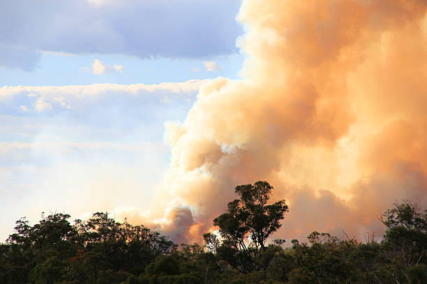 bushfire - wildfire smoke 個照片及圖片檔