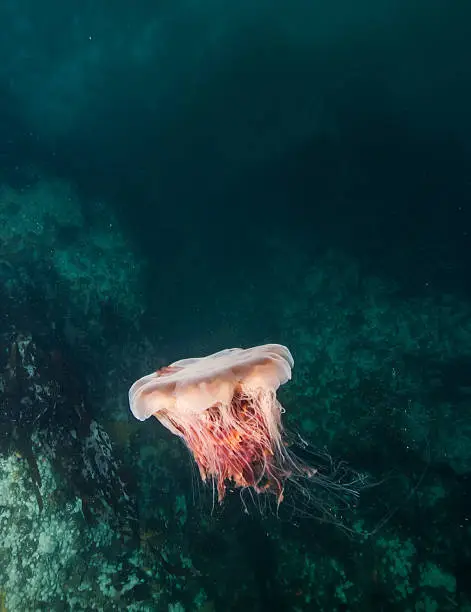 Photo of Jellyfish in British Columbia, Canada