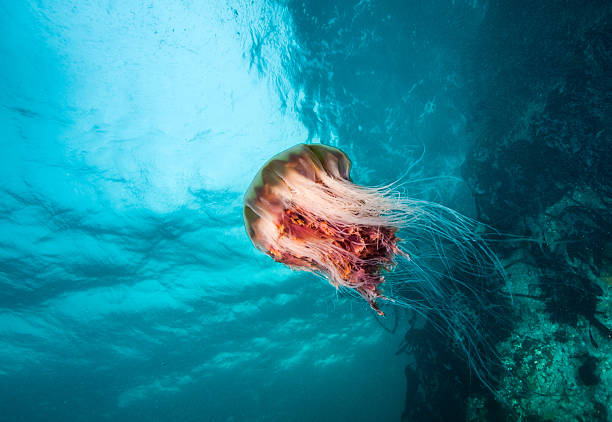 Jellyfish in British Columbia, Canada stock photo
