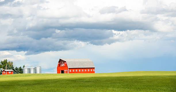 istock Red barn in a summer green wheat field 505127678