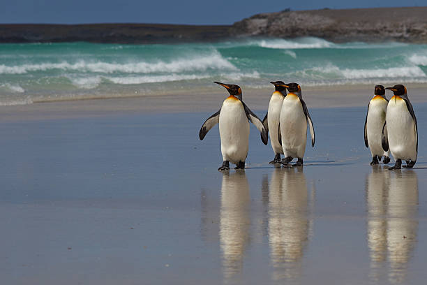 king penguins-falkland islands - falkland island fotografías e imágenes de stock