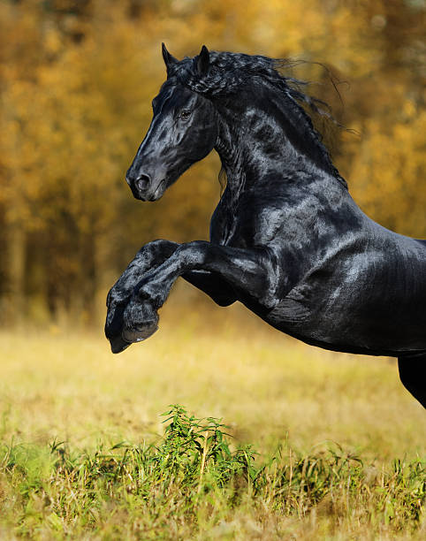 black horse de friesian race jouer en automne bois - horse black stallion friesian horse photos et images de collection