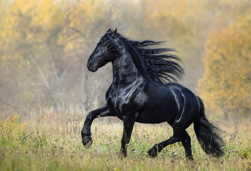 The black stallion of the Friesian breed walks in the autumn foggy wood