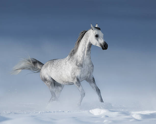 istock Arabian stallion galloping over meadow in snow 505128464