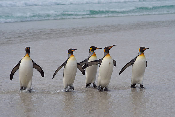 istock King Penguins - Falkland Islands 505128466