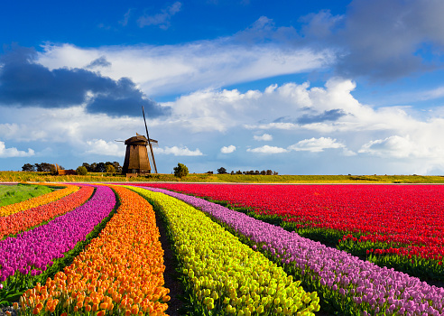Colorful curved tulip fields in front of a traditional Dutch windmill under a nice cloudy sky