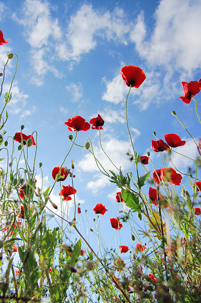 istock Wildflower meadow. Red poppy. 505129442